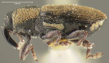 Media type: image;   Entomology 5421 Aspect: habitus lateral view